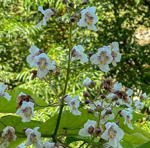 キャンプ場 Camping Kromidovo Kromidovo