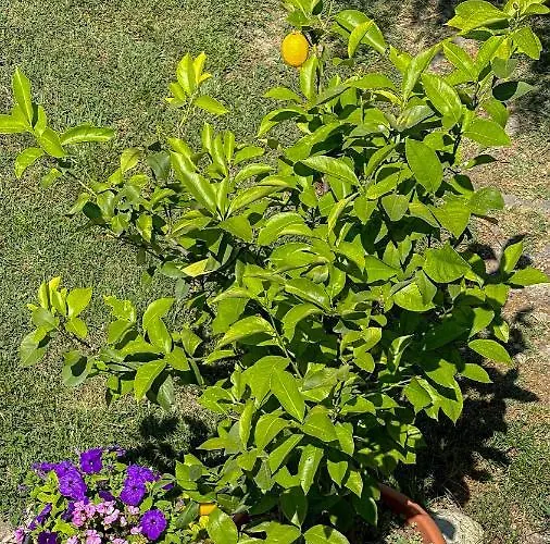 Camping Kromidovo キャンプ場